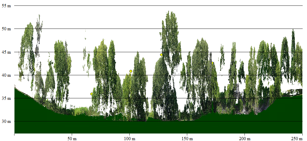 Coupe verticale d'un nuage de points LiDAR : hauteur des arbres mesurée au-dessus du sol, graduée en mètres